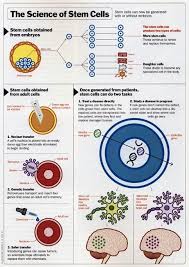 The Science Of Stem Cell Technology Stemcell Stem Cells Stem Cell Therapy Cell Biology