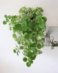 Swedish Ivy Hanging Plants Safe House Plants Plants