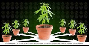 How to grow autoflower with led. Autoflowering Samen Anbauen Outdoor Indoor Grow Anleitung Beleuchtung Dunger Ernte U V M Irierebel