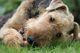airedale forum de thema anzeigen portraits terrierrassen fox terrier hunde