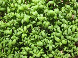 Image result for Lepidium sativum