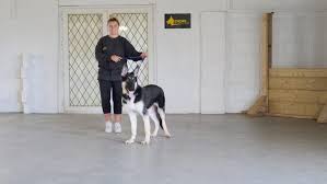 The east european shepherd has an active defensive reaction, distrusts strangers and can be aggressive when needed but under. Ivan Male East European Shepherd 12 Months Old Ddr Guard Dogs