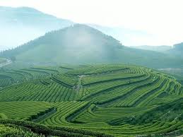 Tea is a beverage made from the leaves of tea plants (camellia sinensis) and boiled water. Pin By Edmond Lau On Breathe Tea Farm Scenery Tea Garden