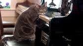 Cats purring 10 hours for relaxation сезон 1 • серия 1. The Healing Power Of Cat Purrs Youtube