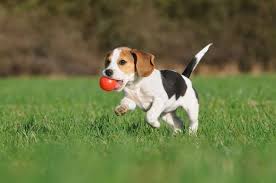 8 Beagle Pros And Cons Is It The Right Dog For You Ollie Blogs