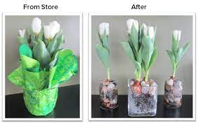 Indoor Tulips Planting Tulips When To Plant Tulips Growing Tulips