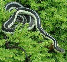 Snakes Of North America Garden Snakes Reptiles Snake