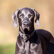 Image result for výmarský krátkosrstý ohař