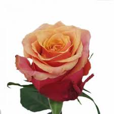 Stuart waterfront homes for sale. Cherry Brandy Sunrosa Flowers