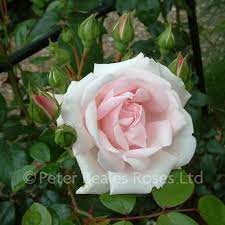 Our rose reviews have been trusted by millions of gardeners worldwide. New Dawn Climbing Rose Peter Beales Roses The World Leaders In Shrub Climbing Rambling And Standard Classic Roses