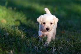 Sep 24, 2020 · you can take the cone off your dog after 14 days. Dog Castration A Step By Step Guide To The Operation