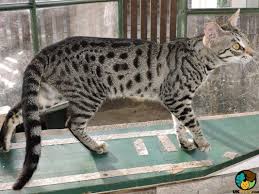 We did not find results for: Savannah Cat Breed Ukpets