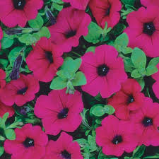 Shop outstanding wave petunia seeds in edible and industrial grades on alibaba.com. Purple Wave Petunia Flowers And Bulbs Veseys