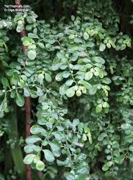 Image result for Pilea tetraphylla