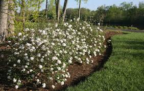 This list of 16 flowering shrubs for shade includes both evergreen and deciduous types. 8 Deer Resistant Elegant Evergreen Shrubs To Plant This Fall