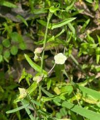 Image result for Xenostegia tridentata
