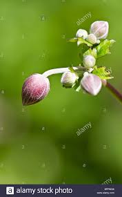 England Uk Pink Japanese Anemone Flower Buds In Early Autumn Stock Photo 31254616 Alamy Anemone Flower Anemone Flower Bud