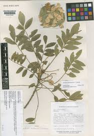 Image result for Ateleia herbert-smithii