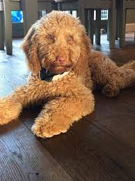 We did not find results for: Labradoodle Puppies Labradoodles Ireland