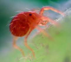 Image result for red mite