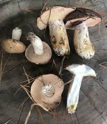 Image result for Suillus weaverae