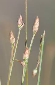 Image result for Microcharis