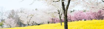 See more ideas about cherry blossom wallpaper, wallpaper, iphone wallpaper. Cherry Blossom Field 3840 1080 And 5120 1440 Wallpaper 32 9 Super Ultrawide Wallpaper