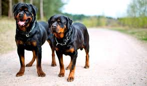 Rottweiler Kopek Cinsi Ozellikleri Karakteri Ve Bakimi Ajanimo