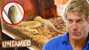 A Mulga Snake Is A Snake's Worst Nightmare