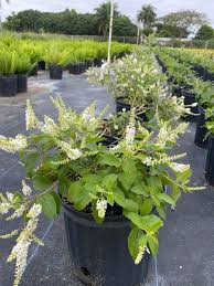 Image result for Lannea virgata