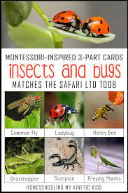 From beautiful butterflies to buzzing mosquitoes, insects are the most successful animals on earth. Insect Bug Activities For Kids My Joy Filled Life