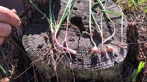 The name wild onion is applied to a number of allium species, but a. Wild Onion Vs Poisonous Lookalike Death Camas Youtube