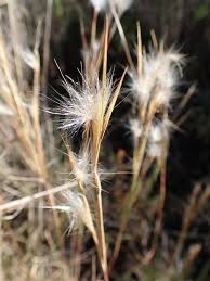 Image result for Andropogon eucomus