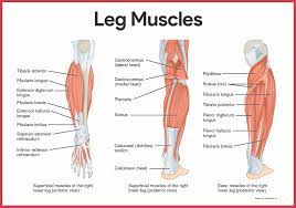 The main muscle groups that compose the lower body include: Muscular System Anatomy And Physiology Nurseslabs