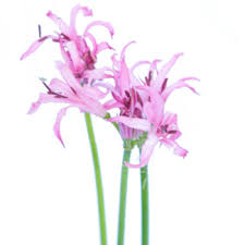 Nerine Pink Flower January to August | FiftyFlowers.com