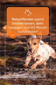 Folge = der teppich ist nass!! Matschflecken Zuerst Trocken Lassen Dann Absaugen Und Mit Wasser Nacharbeiten Flecken Nacharbeiten Tipps