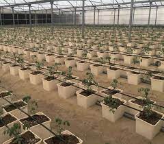 A young seedling is placed onto a raft, similar to a standard hydroponic raft (dwc) system. Tomato Hydroponic System Dutch Bucket For Greenhouse Buy Tomato Hydroponic System Dutch Bucket Dutch Bucket Greenhouse Product On Alibaba Com
