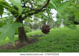 Its bark is gray to brown in color and the twigs have sharp spines at the ends. Shutterstock Puzzlepix