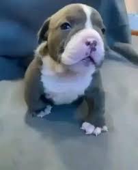 Puppy Bark Video In 2020 Baby Animals Funny Cute Animals Cute Little Animals