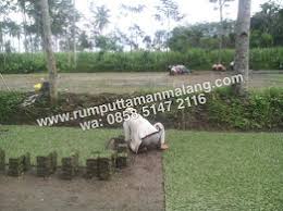 Harga jual rumput gajah mini surabaya 1 meter persegi harga petani malang. Jual Rumput Gajah Mini Surabaya Harga Rumput Gajah Mini Surabaya Tahun 2021 Penjual Rumput Taman Rumput Gajah Mini Wa 085851472116