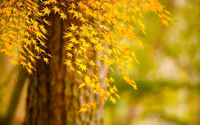 Jun 12, 2021 · desktop wallpaper field, flowers, forest, trees, landscape hd for pc & mac, laptop, tablet, mobile phone category: Autumn Wallpapers Hd