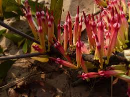 Image result for Agelanthus