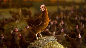 Mix 1/2 tbsp of soy sauce, 1/2 tbsp of cornstarch, salt, pepper and 1 egg into meat bowl. Egg Laying Hen Welfare Standards Set By The Rspca