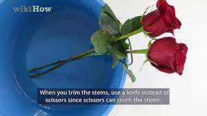 How To Keep Roses Fresh - Youtube