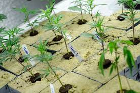 Maybe you would like to learn more about one of these? Clones For Sale Greenbox Grown