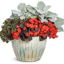 Image result for Begonia poculifera
