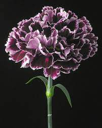 Carnation Carnation Flower Birth Flowers Beautiful Flowers