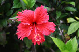 Pin On Flowers