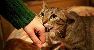 Apart from being painful, a cat bite or scratch can introduce infection and is best avoided. How To Stop Your Cat Biting You Mad Paws Blog