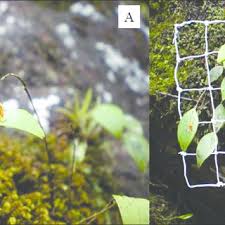 Juan-Gilberto GARCÍA-CANCEL